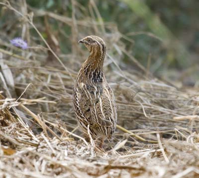 southeast asian quail